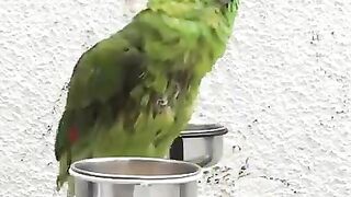 Parrot voice