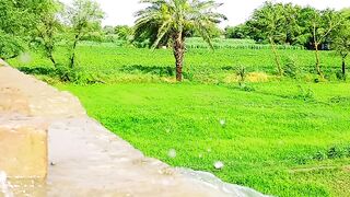 Nature beauty nature grass