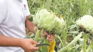 Cutting artichoke harvesting from farmers with natural garden #harvesting #farming