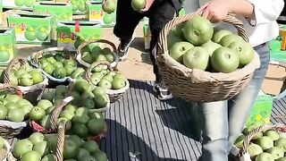 Very fresh cucumber natural with harvesting from farmers #harvesting #cucumber #enjoy