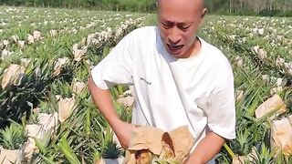 Natural landscape pineapples garden and cutting skills eating so fresh #farming #pineapple