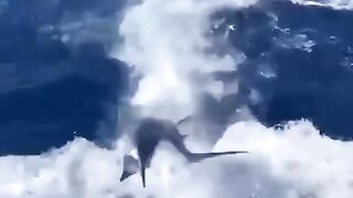 The World Everything Amazing | Episode 47 | 2024 |