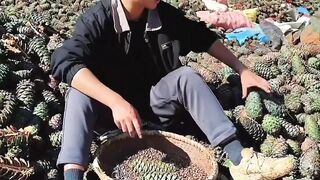 Pine nuts harvesting from farmers with rural farming life #farming #harvesting #pine