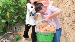Pepino fruit harvesting from farmers with eating so sweet fresh #fruit #harvesting