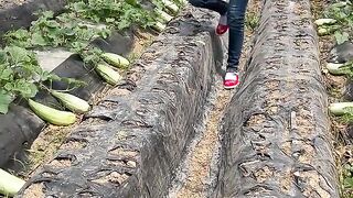 Natural cucumber garden and cutting skills so fresh with rural farming life #cucumber