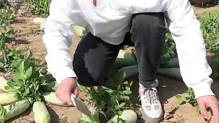 Cucumber natural with cutting skills so fresh and rural farming life #cucumber #farming