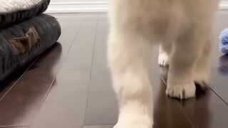 Best Funny Doggy Video