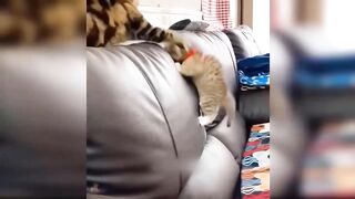 Funniest Animals Video - Best Cats and Dogs Videos
