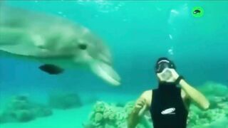 Play With Dolphin.