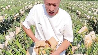 Cutting skills pineapples eating so fresh with beautiful natural garden #farming #cutting #fresh