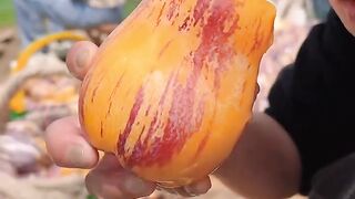 Enjoy life eating pepino fruit so sweet fresh with fruit garden farming #fruit #enjoy #eating