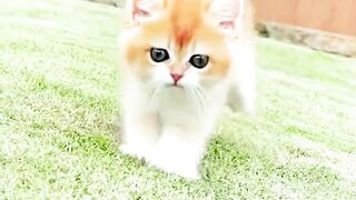 OMG Adorable Baby Cats, Prepare for Cuteness Overload! #cat #cats #catlover