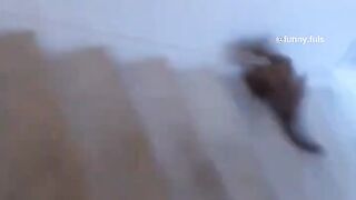 funny cats hahahaha