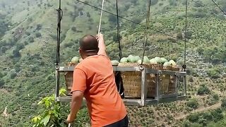 Natural landscape mangos fruit and harvesting from farmers with rural farming life #mango
