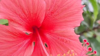 #beutiful flower