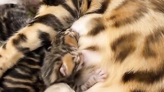 Lovely baby cats ????/