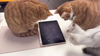Cat Game????????????_so cute cats