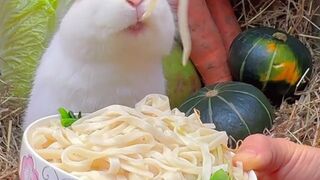 Cute, this rabbit is very beautiful. Thank you for following me❤