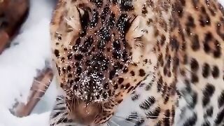 Panther