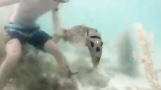Puffer fish stays by his friend's side while human frees him from net.
