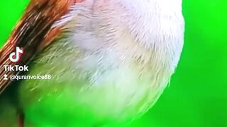 See video