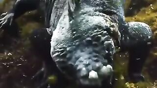 Not sure if Galapagos sea iguana or young Godzilla.