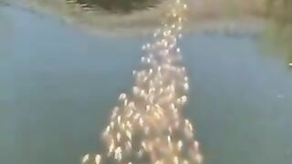 A school of fish following a duck