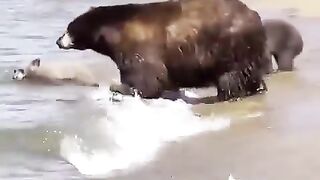 Just a bear family vacation!