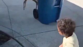 the world’s an awful place but also have you seen this video of a tiny deer meeting a tiny human