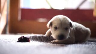 How dogs  with jobs  are  making the world  a  better place.