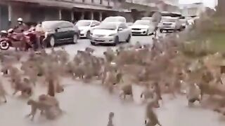 Two monkey gangs clash in the city of Lopburi, Thailand.