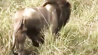 Male lion tries to sneak up on sleeping lionesses with their cubs