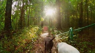 Essay about the dog for students and children.