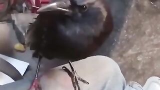 The Crow hands back the comb to keep brushing...