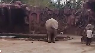 Elephant alerts keeper of drowning animal