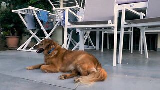Raw leather good or bad for your dog?