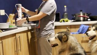 How long does a  bitch's gestation last?