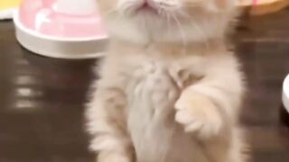 Little cutie cats