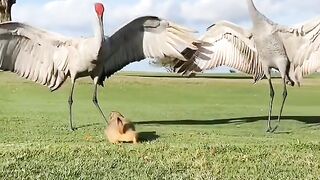 Naughty animal