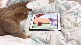 Funny cat