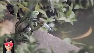 Frog with his atitude,funny video