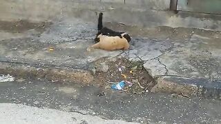 القط المشاغب
