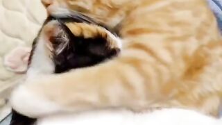 Cat loving