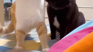 Beautiful cats