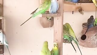 Bugeis colony Australian Parrot #parrots #cute #viral