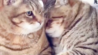Cat love