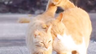 Nice video for cats