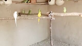 Green Ringneck colony Paharri Toty #ringneck #bangalitoty #parrot #viral #Parrotfeed