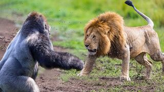 Craziest Animal Fights