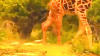 La girafe frappe la tête du lion et le tue.
